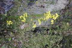 Senecio nudicaulis